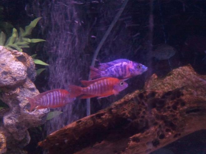 freshwater fish - aulonocara hansbaenschi - red peacock cichlid stocking in 100 gallons tank - some of our peackocks.. ohh and a skat fish in back.