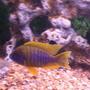 freshwater fish - aulonocara mamelela - lemon jake stocking in 100 gallons tank - OUR lemon jake- go LSU oh and goby