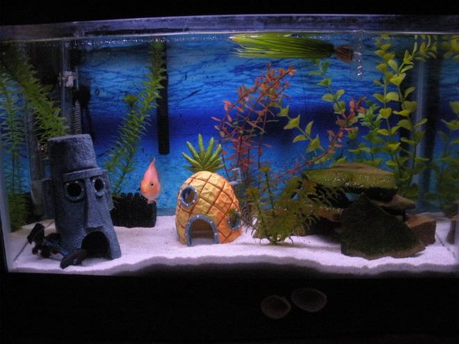 29 gallons freshwater fish tank (mostly fish and non-living decorations) - my little 10 gallon tank