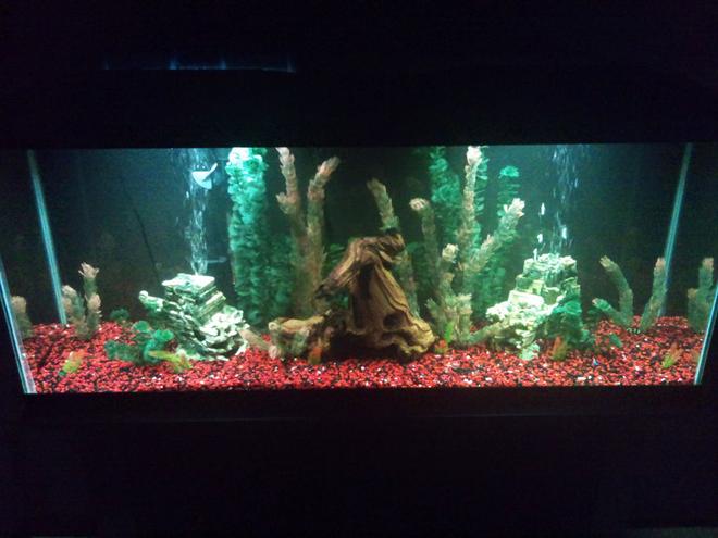 55 gallons freshwater fish tank (mostly fish and non-living decorations) - 55g, with my new driftwood centerpiece. Looking to make it a planted tank with sand.