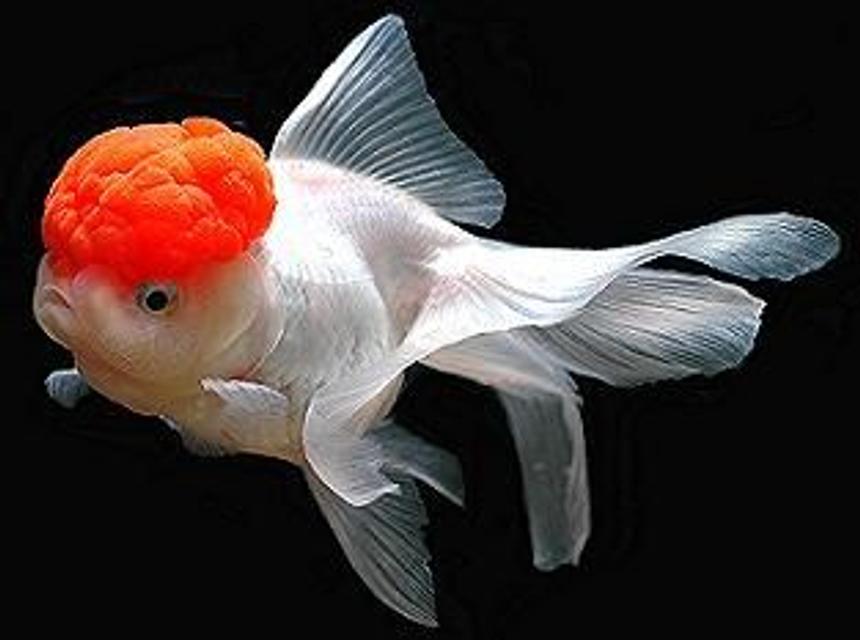 Rated #12: Freshwater Fish - Carassius Auratus - Red Cap Oranda Goldfish Stocking In 30 Gallons Tank - Beautiful RedCap