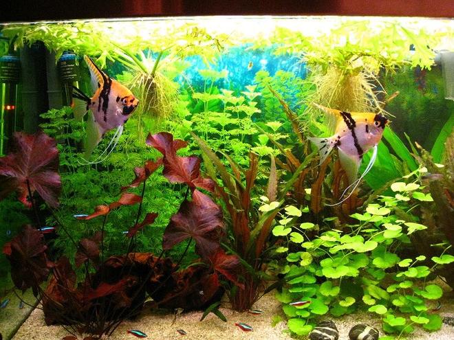 42 gallons planted tank (mostly live plants and fish) - This is my favorite couple of angelfish which had lots of babies until now.