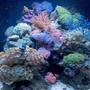 28 gallons reef tank (mostly live coral and fish) - Nano reef