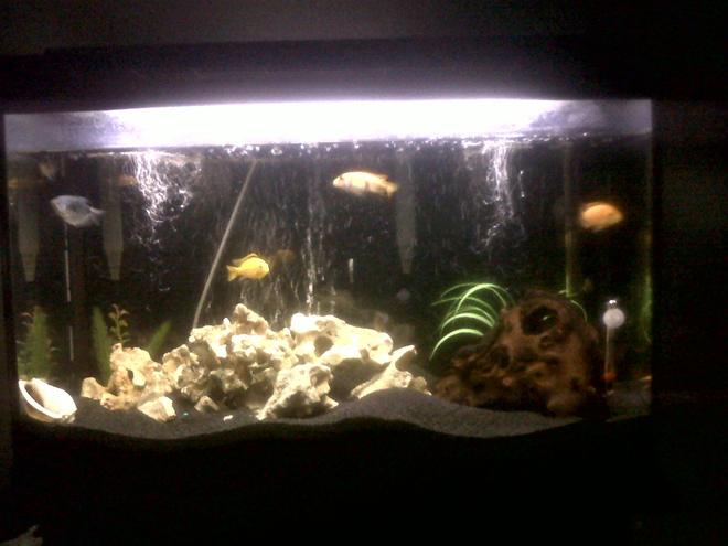 30 gallons freshwater fish tank (mostly fish and non-living decorations) - 30G