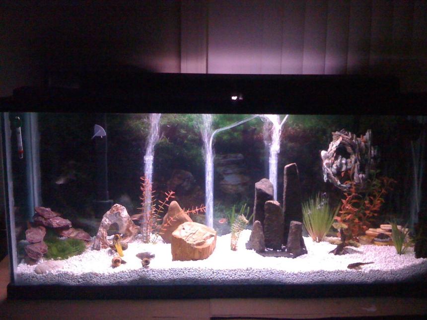 Rated #169: 55 Gallons Freshwater Fish Tank - 55 gallon with tiger oscar and common pleco