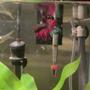 freshwater fish - betta splendens - crown tail betta stocking in 46 gallons tank - My Son Jeffrey