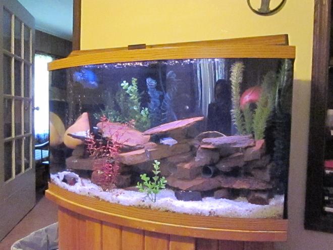 46 gallons freshwater fish tank (mostly fish and non-living decorations) - My African Cichlid tank 46 Bow Front - Moving to 125 Gallon tank soon. 8 cichlids