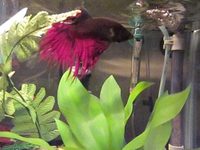 freshwater fish - betta splendens - crown tail betta stocking in 46 gallons tank - Jeffrey the Show fish