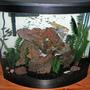 26 gallons freshwater fish tank (mostly fish and non-living decorations) - My tank as of August 11, 2011.