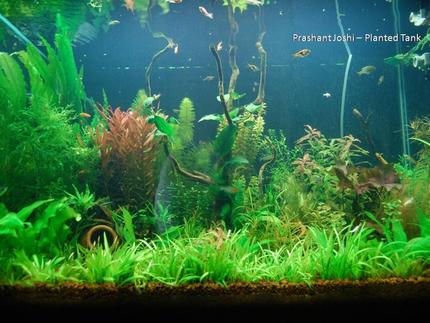 53 gallons planted tank (mostly live plants and fish) - my planted tank