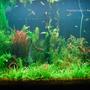 53 gallons planted tank (mostly live plants and fish) - my planted tank