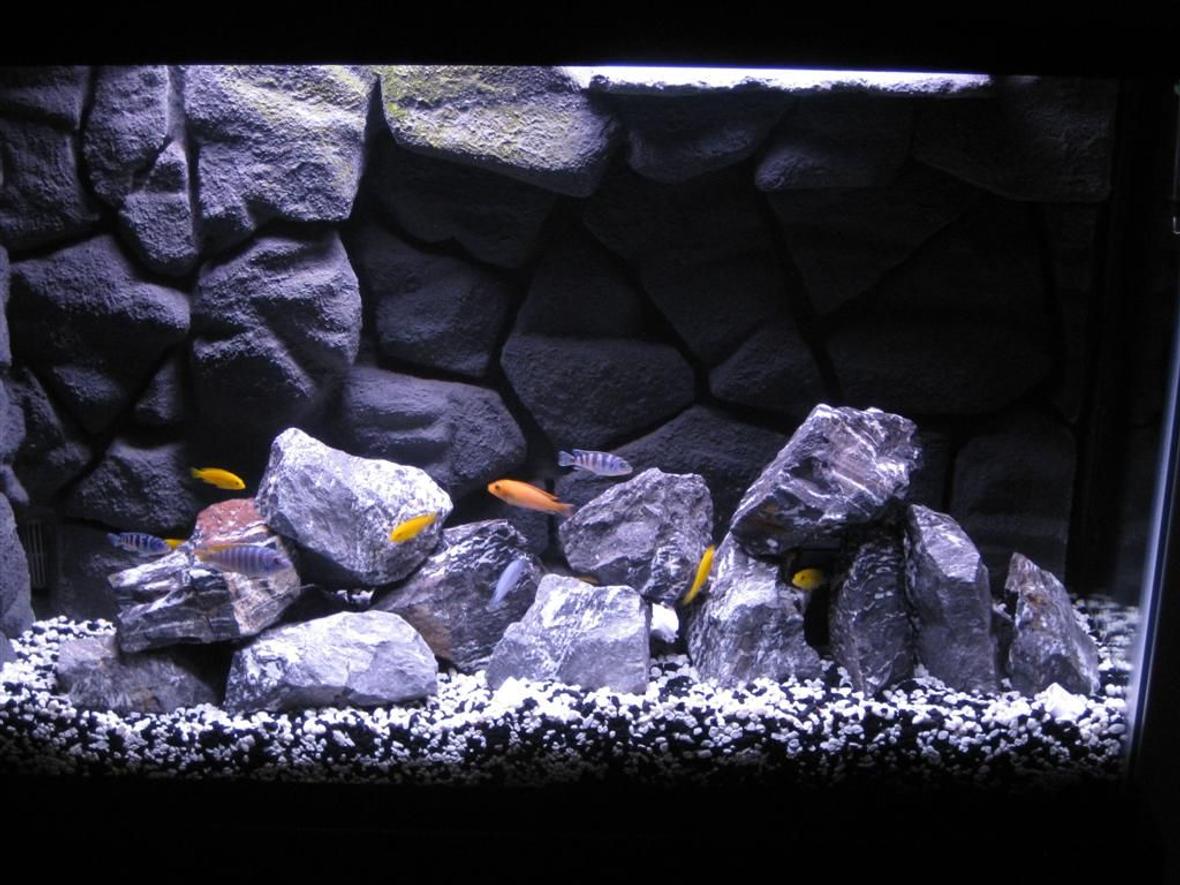 45 gallons freshwater fish tank (mostly fish and non-living decorations) - My African Cichlid tank with homemade 3D background in 45 gallon tank.