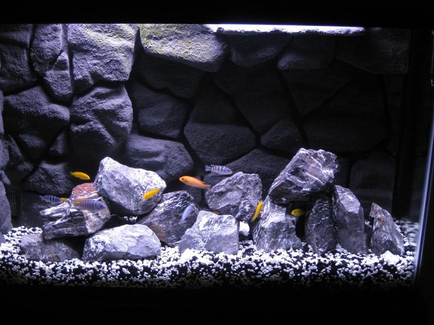 Rated #6: 45 Gallons Freshwater Fish Tank - My African Cichlid tank with homemade 3D background in 45 gallon tank.