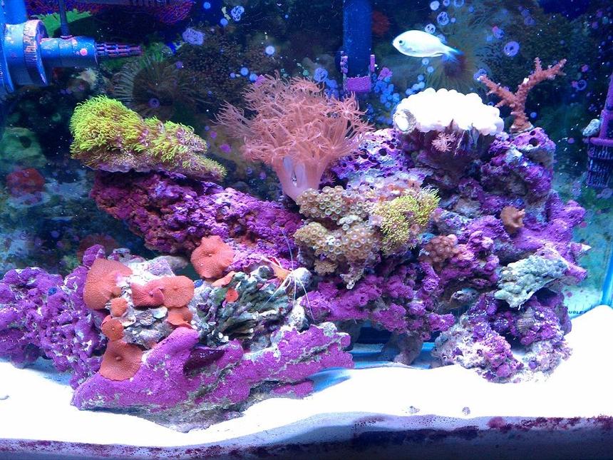 Rated #24: 30 Gallons Reef Tank - my 30 gal reef tank