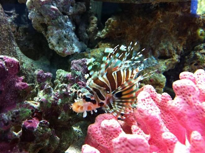 saltwater fish - dendrochirus zebra - dwarf/zebra lionfish stocking in 35 gallons tank - Dwarf Zebra Lionfish - New Addition to the tank 13/08/2011