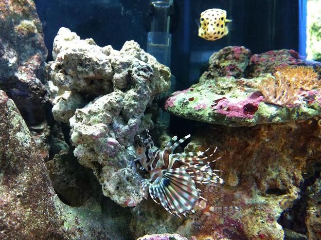 saltwater fish - dendrochirus zebra - dwarf/zebra lionfish stocking in 35 gallons tank - Dotty the Boxfish and Deuce the Lionfish!