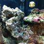 saltwater fish - dendrochirus zebra - dwarf/zebra lionfish stocking in 35 gallons tank - Dotty the Boxfish and Deuce the Lionfish!