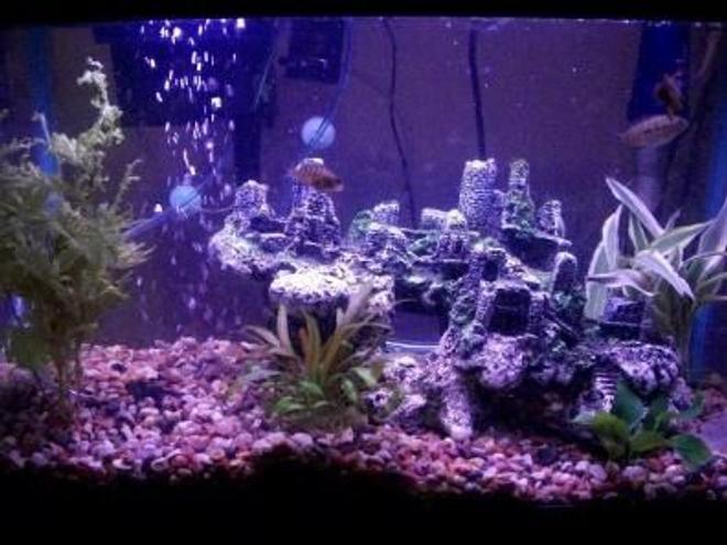 10 gallons planted tank (mostly live plants and fish) - my ten gallon south american cichlid tank