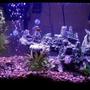10 gallons planted tank (mostly live plants and fish) - my ten gallon south american cichlid tank
