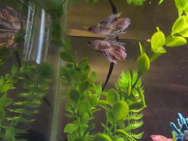 freshwater fish - betta splendens - crown tail betta stocking in 46 gallons tank - The sweetest most loving fish I've ever had.. Benjamn