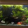 75 gallons planted tank (mostly live plants and fish) - My new tank. My cobalt blues, electric yellow, peacock and moorii cichlids are so far happy to leave the plants alone.