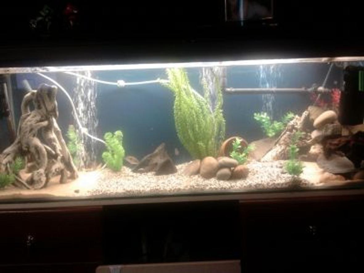 60 gallons freshwater fish tank (mostly fish and non-living decorations) - Hi all, my tank is a 4x3x3ft with 10mm glass, my lighting is 1 42" T8 tube which is a oceanic flora for now and have a 72LED strip blue for moonlighting, my filtration is 1 Rena filstar XP3 external and 1 fluval 3+ internal and a 200w elite heater, been in the hobby for around 5 years and still cant get this tank to look the way i want haha, oh and i have 2 dual outlet airpumps running on airstones :)