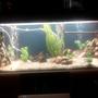 60 gallons freshwater fish tank (mostly fish and non-living decorations) - Hi all, my tank is a 4x3x3ft with 10mm glass, my lighting is 1 42" T8 tube which is a oceanic flora for now and have a 72LED strip blue for moonlighting, my filtration is 1 Rena filstar XP3 external and 1 fluval 3+ internal and a 200w elite heater, been in the hobby for around 5 years and still cant get this tank to look the way i want haha, oh and i have 2 dual outlet airpumps running on airstones :)