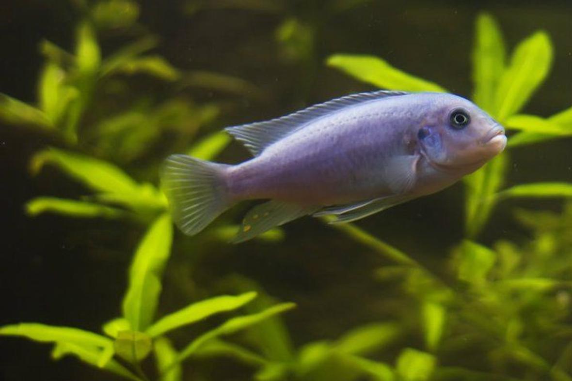freshwater fish - maylandia callainos - blue cobalt cichlid stocking in 75 gallons tank - One of my three cobalt blue cichlids. This species hails from Lake Malawi.
