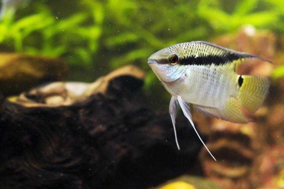 freshwater fish - mesonauta festivus - festive cichlid stocking in 75 gallons tank - My festive.