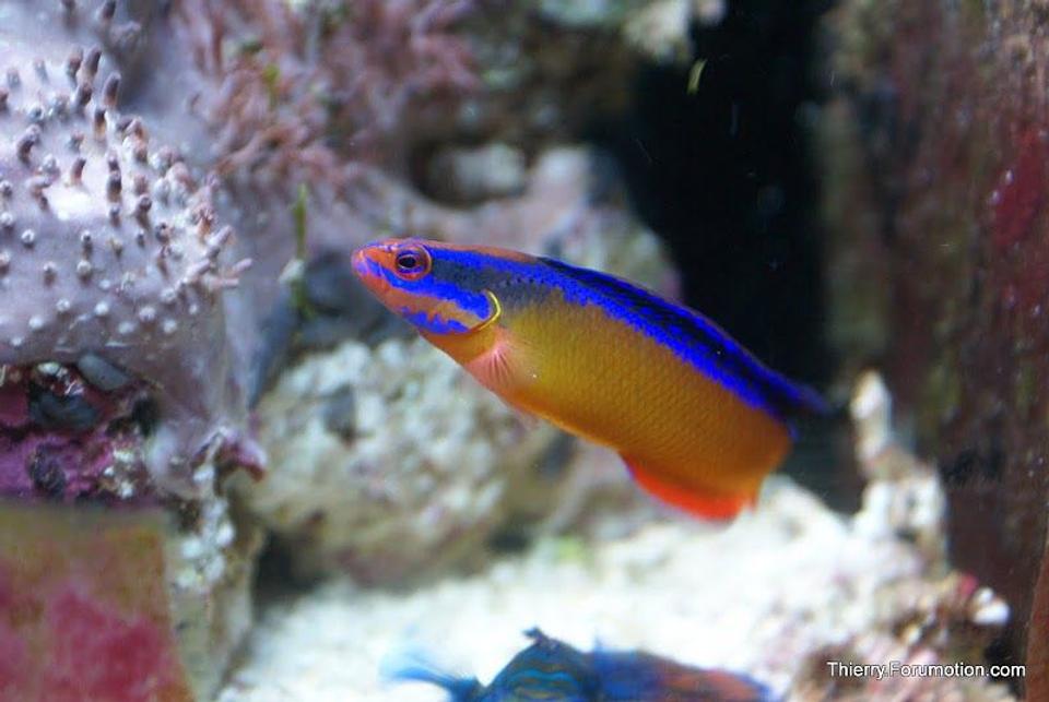 saltwater fish - pseudochromis aldabraensis - neon dottyback stocking in 66 gallons tank - My Neon Dottyback