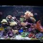 66 gallons reef tank (mostly live coral and fish) - My Red Sea Max 250 in August