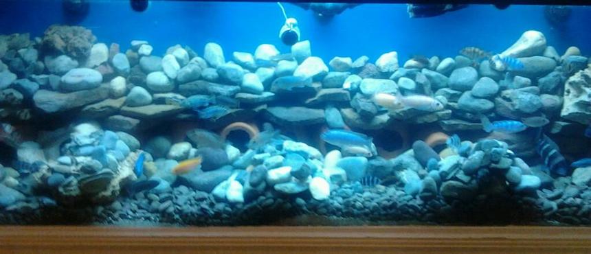 Rated #97: 210 Gallons Freshwater Fish Tank - My african set up