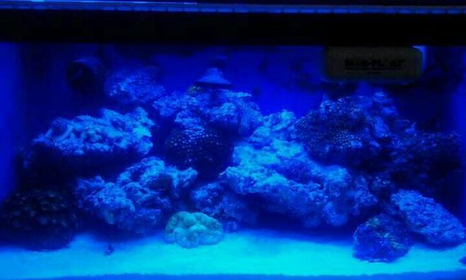 210 gallons reef tank (mostly live coral and fish) - My reef nano