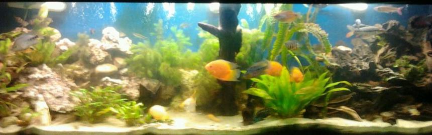 Rated #103: 210 Gallons Planted Tank - 125gal SA/CA FISH AND A LOT OF PLANTS AND WOOD AND ROCK