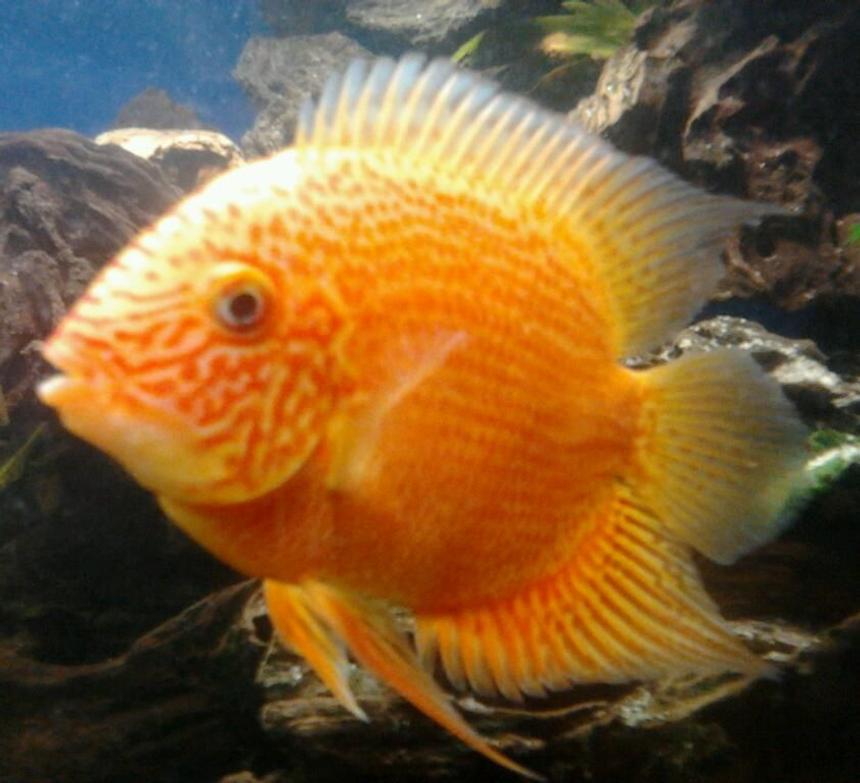 Rated #271: Freshwater Fish - Heros Serverus - Severum Stocking In 210 Gallons Tank - my orange severum
