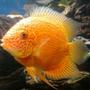 freshwater fish - heros serverus - severum stocking in 210 gallons tank - my orange severum