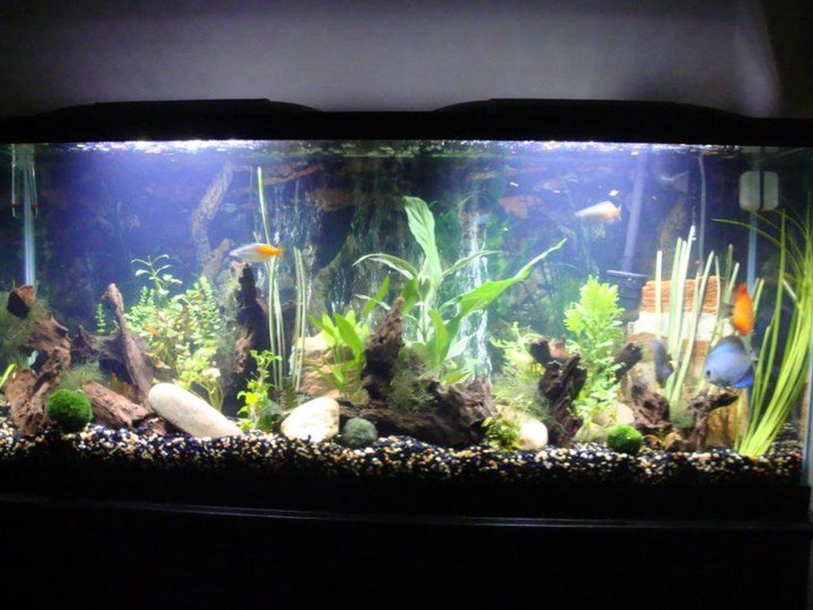 55 gallons planted tank (mostly live plants and fish) - 55 gal 48x24x18 LED lights 100 gallon marineland canister filter.. we got the larger filter for extra filtration! 5 Discus, 3 cory cats, 2 rainbow fish, 6 kuhli loaches "Assorted bunches" of plants, java moss, moss balls.
