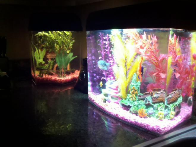120 gallons freshwater fish tank (mostly fish and non-living decorations) - Countertop