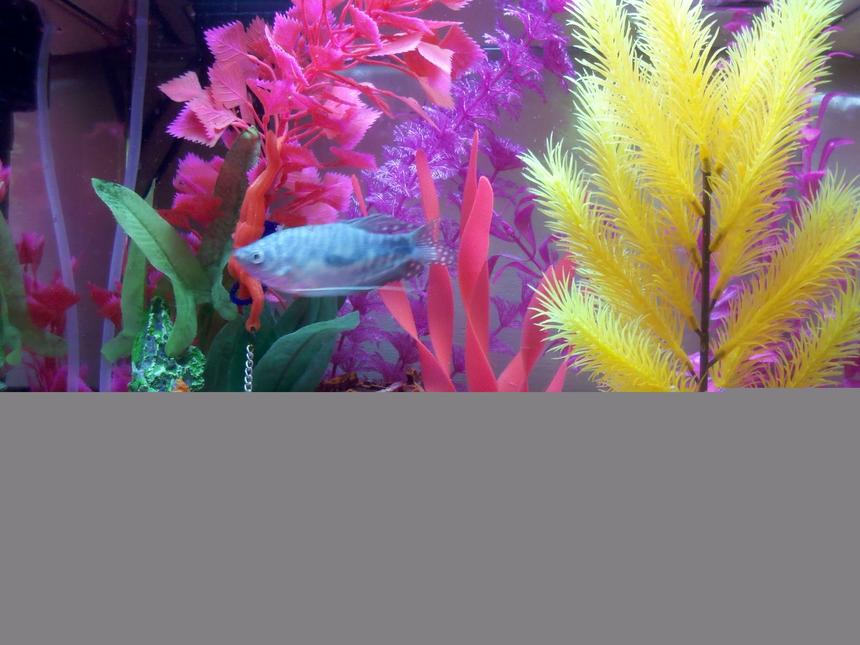 Rated #99: Freshwater Fish - Trichogaster Trichopterus - Opaline Gourami Stocking In 120 Gallons Tank - Eclipse 6