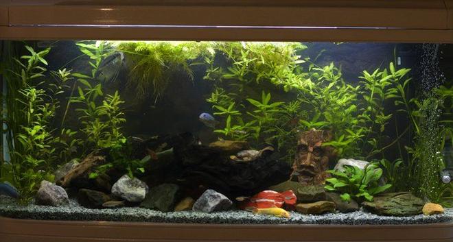 75 gallons freshwater fish tank (mostly fish and non-living decorations) - My new Min Jiang tank. It's great to see my larger fish making full use of the extra space!