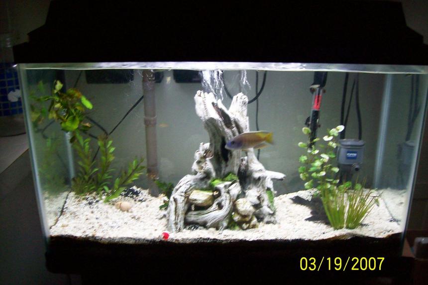 Rated #152: 29 Gallons Freshwater Fish Tank - 29 gallon all glass tank, whisper 30-60 filter, topfin 30 power head, topfin heater, black sand and white crushed coral, deadwood tree stump ornament, 1 or 2 live plants (can't remember type).