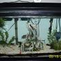 fish tank picture - .