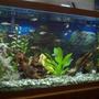 30 gallons planted tank (mostly live plants and fish) - My 30 gallon with the new LED lights installed