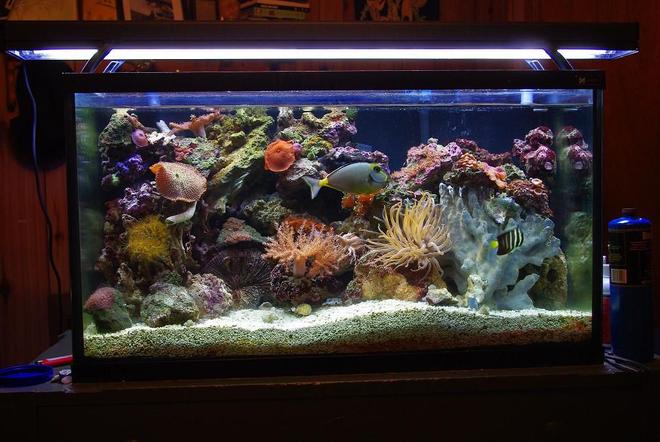 55 gallons reef tank (mostly live coral and fish) - 55 gallon 30 gallon sump sailfin and lipstick tang are just waiting for a new home