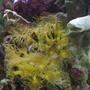 corals inverts - undescribed zoanthid - colony polyp, yellow stocking in 55 gallons tank - this is my 1 yellow star polyp colony the inflow from my sump is being partially pushed threw the tube like structure made by a large feather duster looks really cool creates amazing water movement