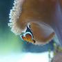 saltwater fish - amphiprion percula - true percula clownfish stocking in 66 gallons tank - Clownfish hiding underneath the Toadstool leather coral