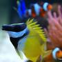 saltwater fish - siganus vulpinus - foxface lo stocking in 66 gallons tank - Foxface with spikes up!