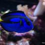 saltwater fish - paracanthurus hepatus - blue tang stocking in 66 gallons tank - My Blue Tang