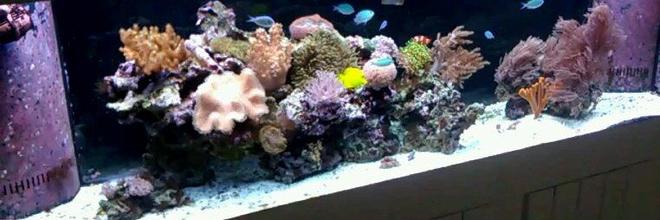 125 gallons reef tank (mostly live coral and fish) - 125 G. minimalist layout. 
Skimmer-less Reef Tank
