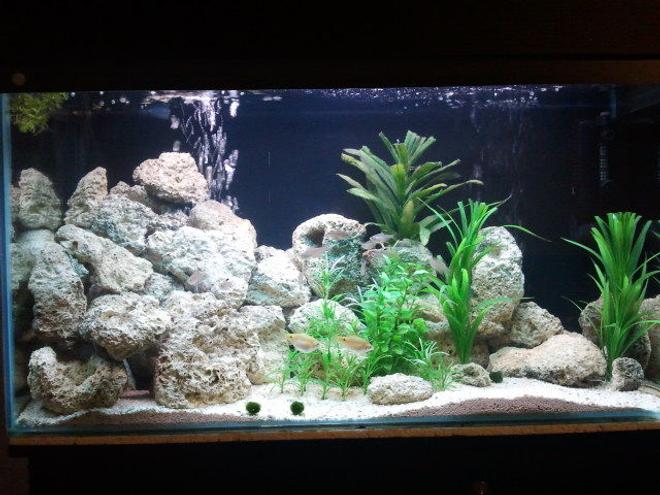 freshwater fish tank (mostly fish and non-living decorations) - My 36g set up ready for getting my first mbuna, it looks quite different now.